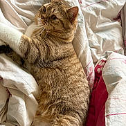 Pêche participe au concours pour gagner de l'argent avec cette photo : cat, tabby_cat, pet, animal, feline, bed, blanket, comfort, fur, whiskers, indoor, relaxing, resting, cozy, white, pink, floral_pattern, sleepy, cute, domestic_animal