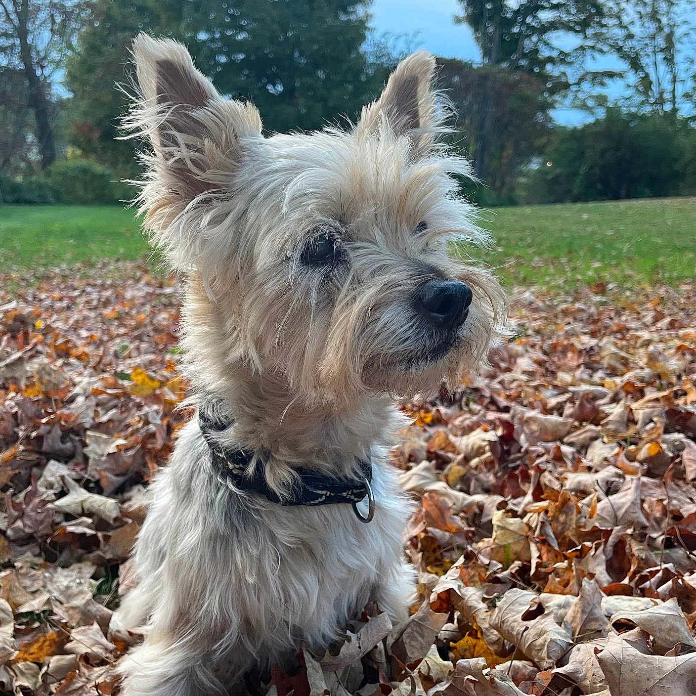 Cuddles joined the competition — help win amazing prizes! animal, canine, dog, face, grass, head, leaf, nature, outdoors, person, pet, photography, plant, portrait, puppy, rock, terrier, tree, vegetation, whitedog