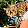 cat, tabby_cat, pet, animal, feline, whiskers, amber_eyes, pink_collar, striped_fur, outdoor, sunlight, greenery, trees, blue_sky, wooden_railing, person, shoulder, close_up, curious, portrait