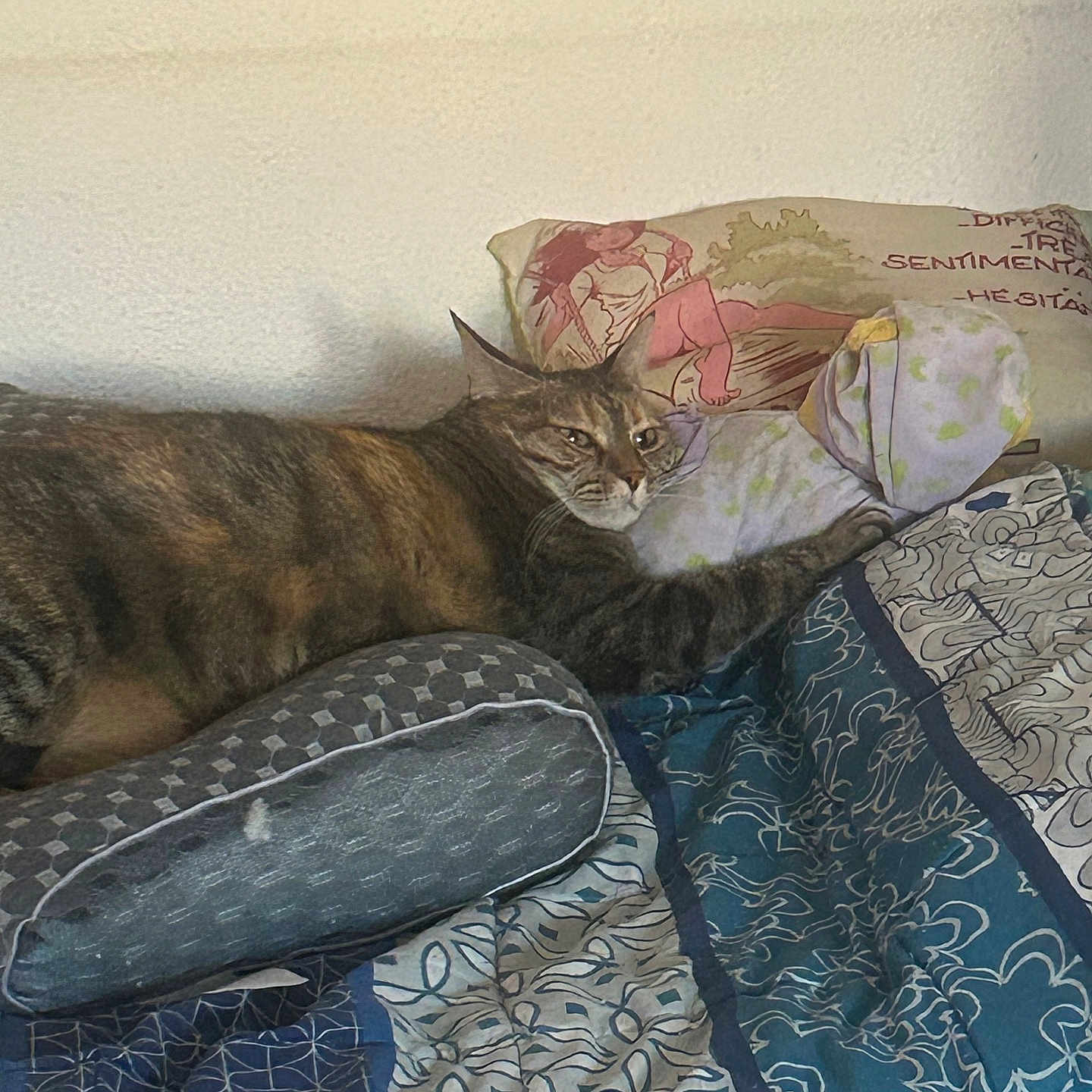 Minnie participe au concours pour gagner de l'argent avec cette photo : cat, tabby, sleeping, lounging, bed, bedding, blanket, quilt, pillow, indoors, bedroom, home, relaxed, resting, fur, whiskers, ears, patterned_fabric, cozy, photography