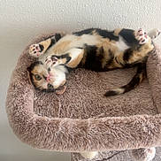 Sushi a rejoint le concours — aidez-le/la à gagner de superbes lots ! cat, calico_cat, pet, animal, kitten, feline, upside_down, lying_down, paws, toe_beans, green_eyes, pink_nose, fur, fluffy, cat_bed, cat_tree, indoor, home, cozy, portrait