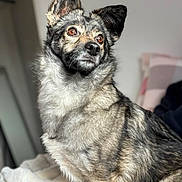 Abby participe au concours pour gagner de l'argent avec cette photo : dog, animal, pet, fur, amber_eyes, portrait, indoor, cozy, blanket, sitting, focused, canine, mammal, cute, companion, furry, ears, whiskers, background_blur, domestic