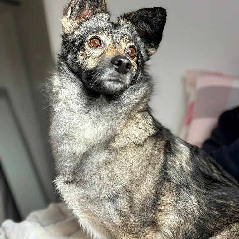 Abby participe au concours pour gagner de l'argent avec cette photo : dog, animal, pet, fur, amber_eyes, portrait, indoor, cozy, blanket, sitting, focused, canine, mammal, cute, companion, furry, ears, whiskers, background_blur, domestic