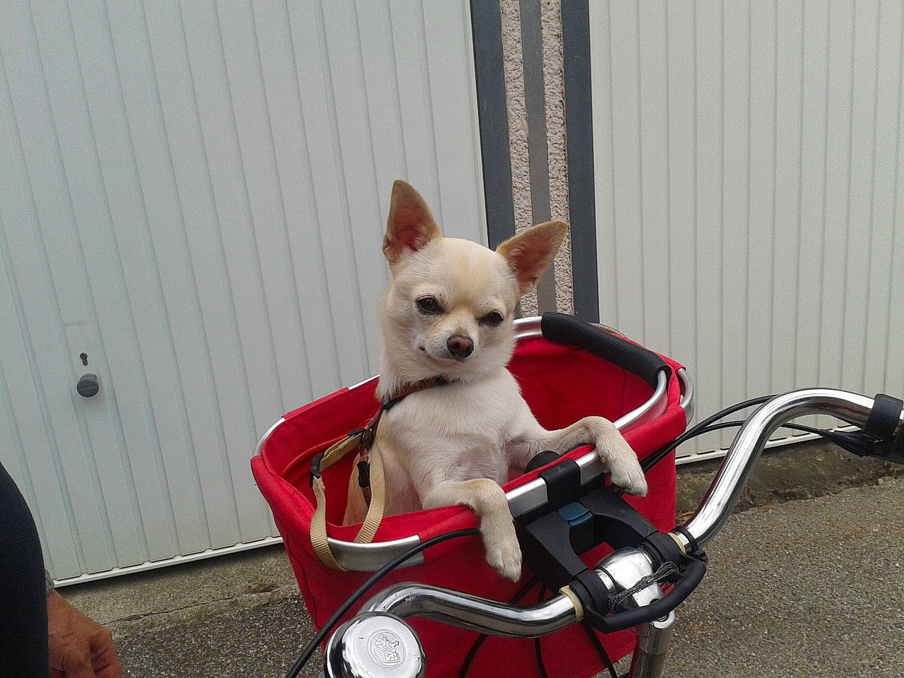 Chips participe au concours pour gagner de l'argent avec cette photo : baby_carriage, baby_products, canidae, carmine, carnivore, chair, chihuahua, comfort, companion_dog, dog, dog_breed, dog_supply, fashion_accessory, fawn, snout, sporting_group, tail, terrestrial_animal, toy_dog, working_animal