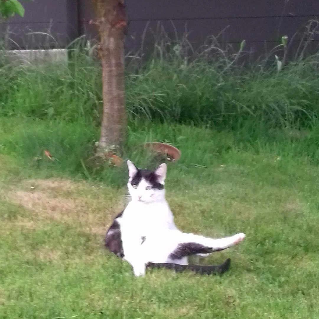 Polo participe au concours pour gagner de l'argent avec cette photo : animal, backyard, black_and_white, cat, cute, daytime, feline, fur, grass, greenery, lawn, mammal, nature, outdoor, pet, relaxing, resting, sitting, tree, wildlife