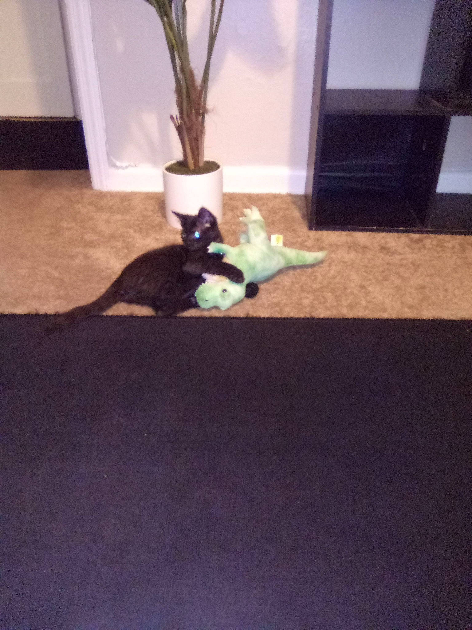 Dracula is registered to the contest to win money with this photo: black_cat, boston_terrier, canidae, carpet, cat, fawn, felidae, floor, flooring, hardwood, laminate_flooring, non_sporting_group, room, small_to_medium_sized_cats, table, tail, tile, tree, wood, wood_flooring