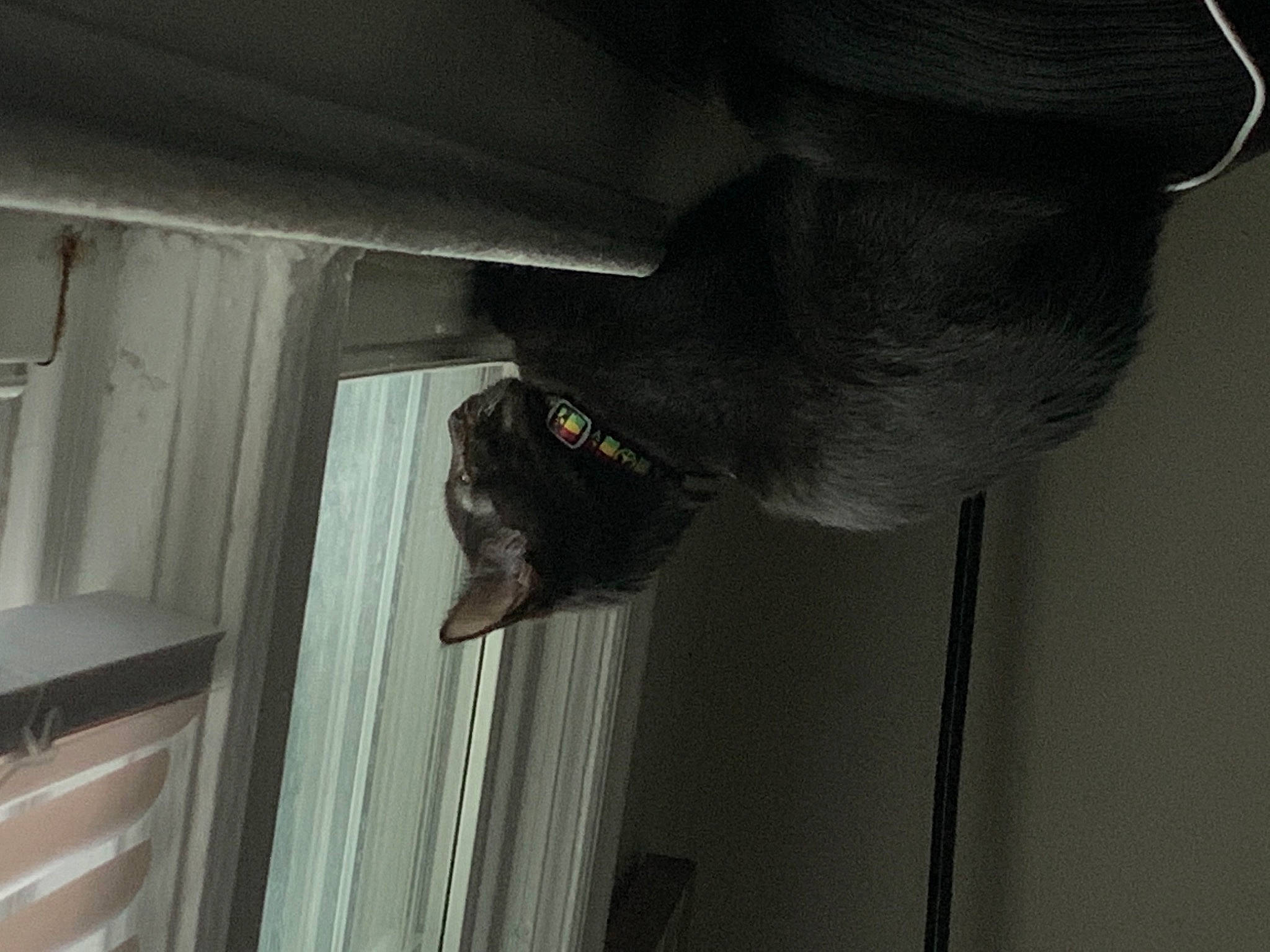 Dracula is registered to the contest to win money with this photo: