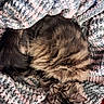 Kitty is registered to the contest to win money with this photo: animal, blanket, cat, comfort, cozy, cute, domestic, ears, fluffy, fur, indoor, knit, pet, relaxed, resting, sleep, sleeping, soft, tabby, whiskers
