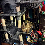 Kitty joined the competition — help win amazing prizes! basket, cat, cat_tree, clutter, ears, feline, floor, fur, furniture, household_items, indoor, looking_at_camera, multi_level, pet, scratching_post, sitting, tabby_cat, toy, whiskers, wood_floor