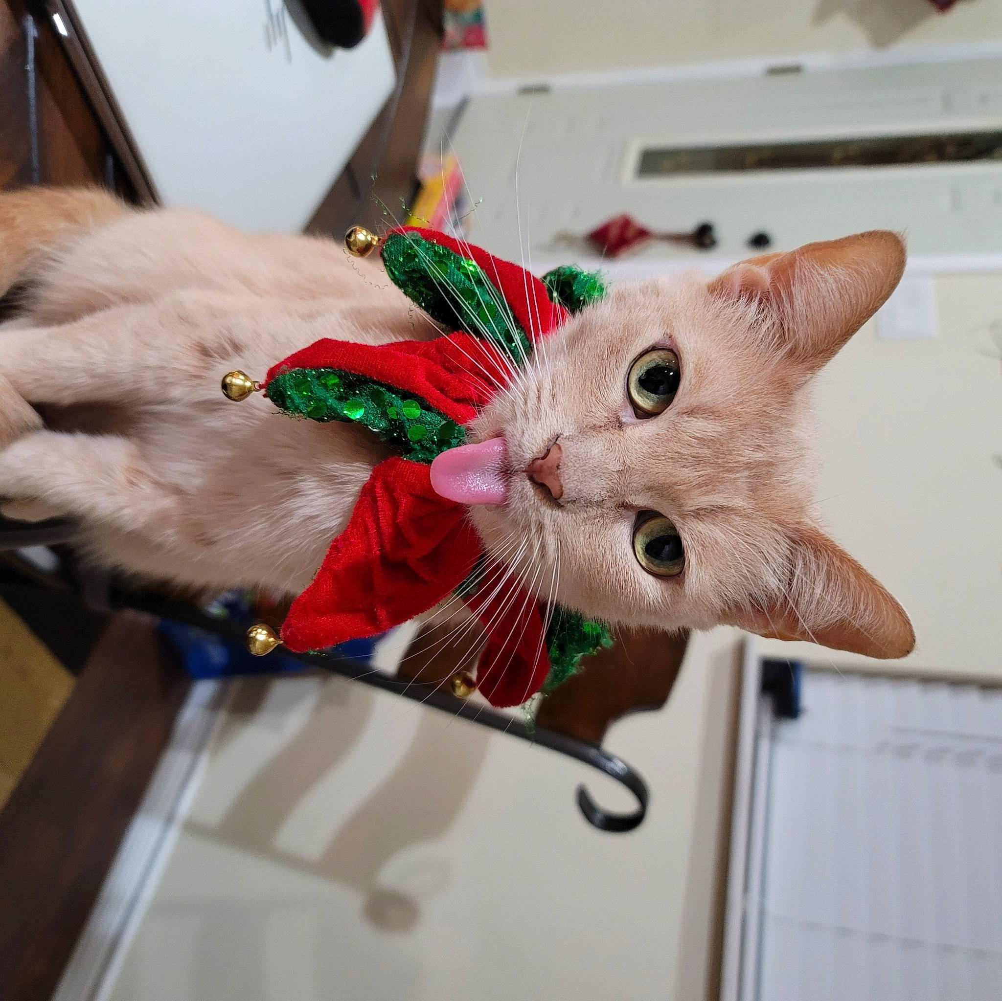 Jynx is registered to the contest to win money with this photo: carnivore, cat, christmas, christmas_ornament, claw, collar, domestic_short_haired_cat, event, fashion_accessory, fawn, felidae, fur, holiday, mammal, paw, small_to_medium_sized_cats, snout, tail, vertebrate, whiskers