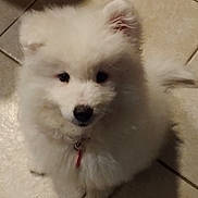 Natasha joined the competition — help win amazing prizes! puppy, dog, white, fluffy, fur, pet, animal, cute, indoor, floor, tile, collar, young, small, adorable, companion, friend, domestic, playful, canine