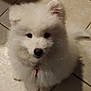 puppy, dog, white, fluffy, fur, pet, animal, cute, indoor, floor, tile, collar, young, small, adorable, companion, friend, domestic, playful, canine