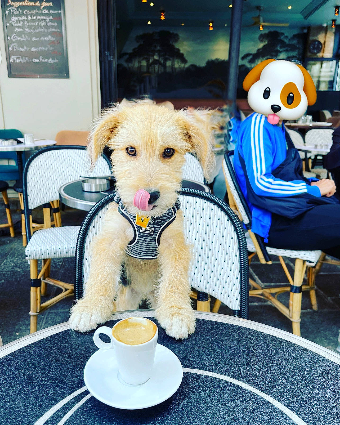 Buzz participe au concours pour gagner de l'argent avec cette photo : carnivore, chair, coffee_cup, companion_dog, cup, dishware, dog, dog_breed, dog_clothes, fur, furniture, plate, porcelain, saucer, serveware, sitting, stuffed_toy, table, tableware, toy_dog