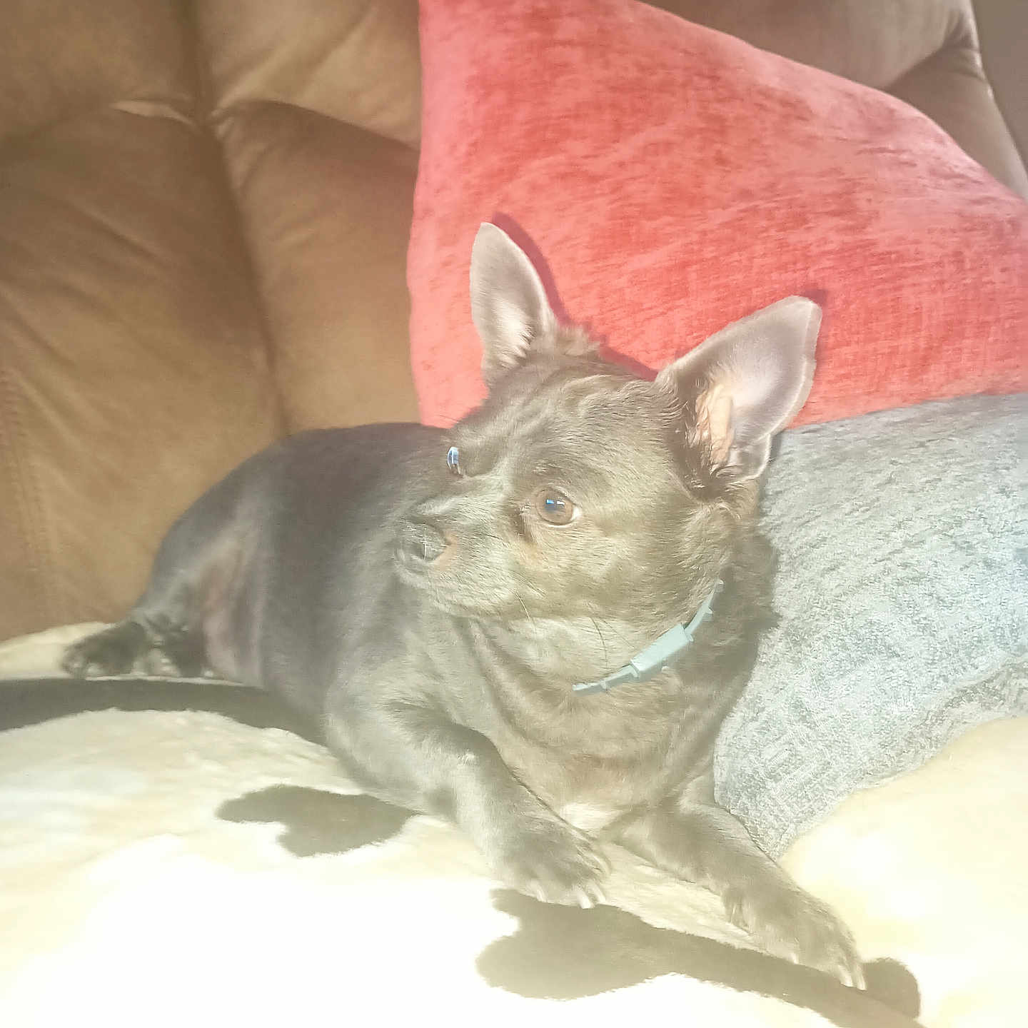 Blue Denim Perez is registered to the contest to win money with this photo: animal, black_fur, collar, companion, couch, cozy, cute, dog, domestic_animal, ears, fur, home, indoor, looking_away, pet, pillow, relaxed, resting, small_dog, soft_texture