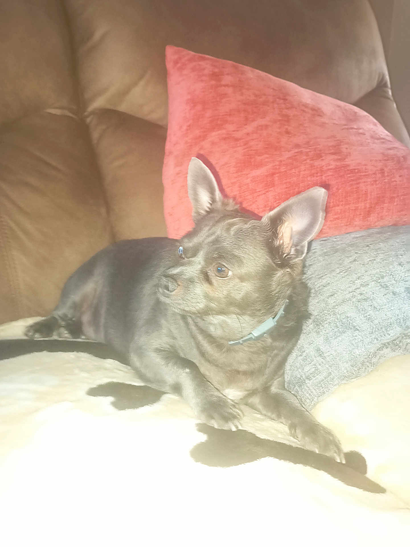 Blue Denim Perez is registered to the contest to win money with this photo: animal, black_fur, collar, companion, couch, cozy, cute, dog, domestic_animal, ears, fur, home, indoor, looking_away, pet, pillow, relaxed, resting, small_dog, soft_texture