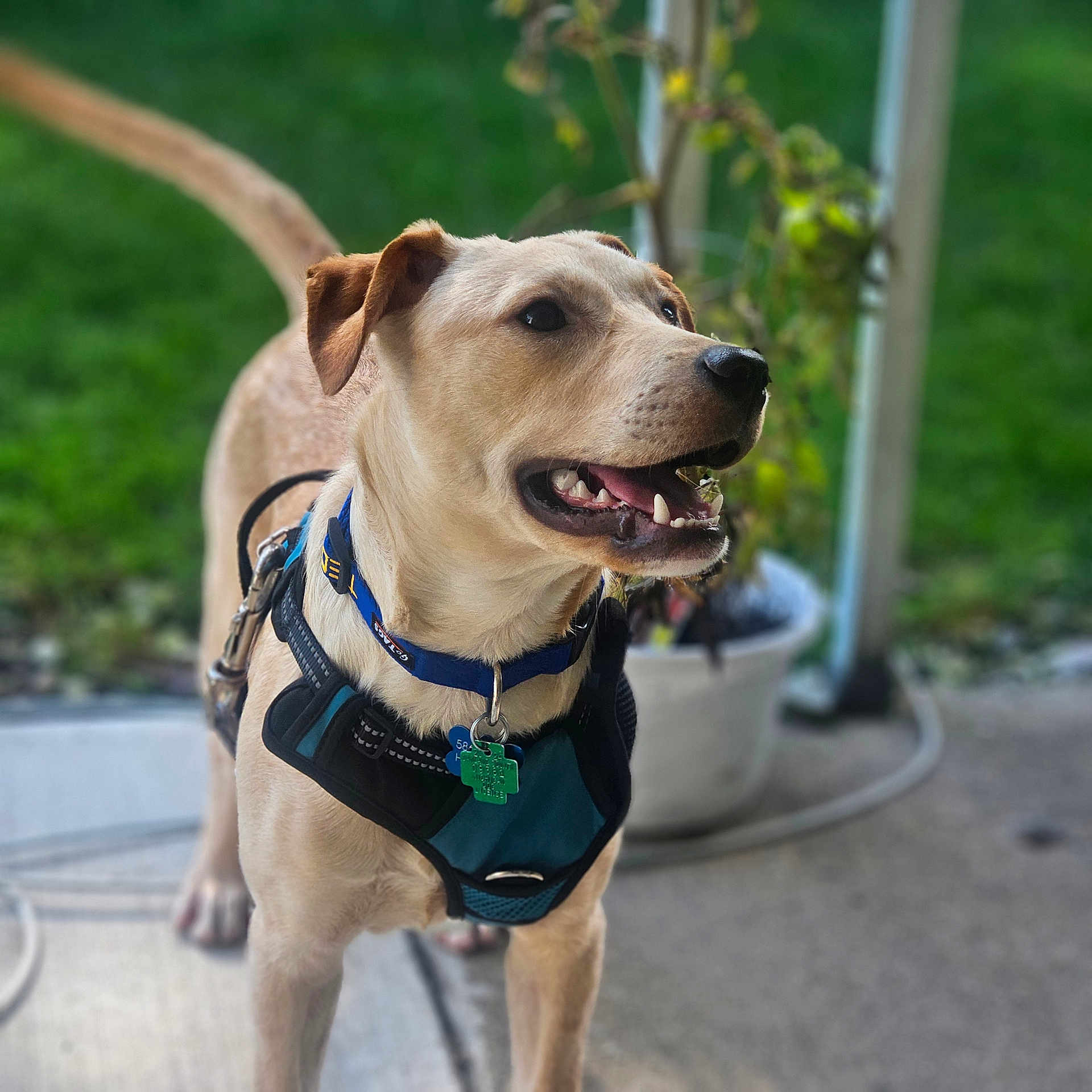 Teddy is registered to the contest to win money with this photo: accessories, animal, bulldog, canine, collar, dog, goldenretriever, grass, harness, hound, labradorretriever, leash, machine, outdoors, pet, pointer, policedog, puppy, strap, wheel