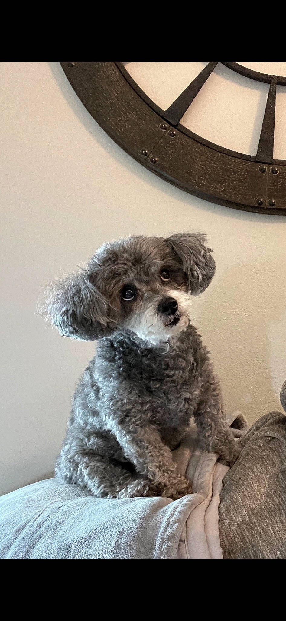 Tali is registered to the contest to win money with this photo: canidae, carnivore, circle, companion_dog, dog, dog_breed, fur, grey, non_sporting_group, poodle, puppy, snout, sporting_group, tail, terrestrial_animal, terrier, toy_dog, water_dog, working_animal