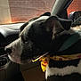 dog, black_and_white, bandana, car_interior, side_profile, pet, animal, window, brick_wall, collar, seat, dashboard, reflection, indoor, vehicle, canine, close_up, looking_away, daytime, quiet