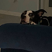 Stormy is registered to the contest to win money with this photo: dog, resting, couch, indoor, wall, electrical_outlet, curious, dim_lighting, pet, head, furniture, domestic, black_and_white_dog, relaxed, home, quiet, ears, looking_sideways, animal, companion