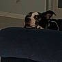 dog, resting, couch, indoor, wall, electrical_outlet, curious, dim_lighting, pet, head, furniture, domestic, black_and_white_dog, relaxed, home, quiet, ears, looking_sideways, animal, companion