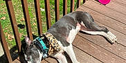 Stormy joined the competition — help win amazing prizes! dog, sunbathing, wooden_porch, leopard_print_bandana, teal_collar, pink_bucket, blanket, red_flower_pattern, green_grass, fence, outdoor, pet, relaxed, daylight, animal, summer, resting, wood_planks, nature, canine