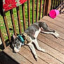dog, sunbathing, wooden_porch, leopard_print_bandana, teal_collar, pink_bucket, blanket, red_flower_pattern, green_grass, fence, outdoor, pet, relaxed, daylight, animal, summer, resting, wood_planks, nature, canine