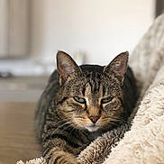 Christian Boulay a rejoint le concours — aidez-le/la à gagner de superbes lots ! cat, tabby, pet, animal, feline, indoor, resting, relaxed, fur, whiskers, paw, blanket, cozy, sleepy, closeup, soft, texture, cute, mammal, companion