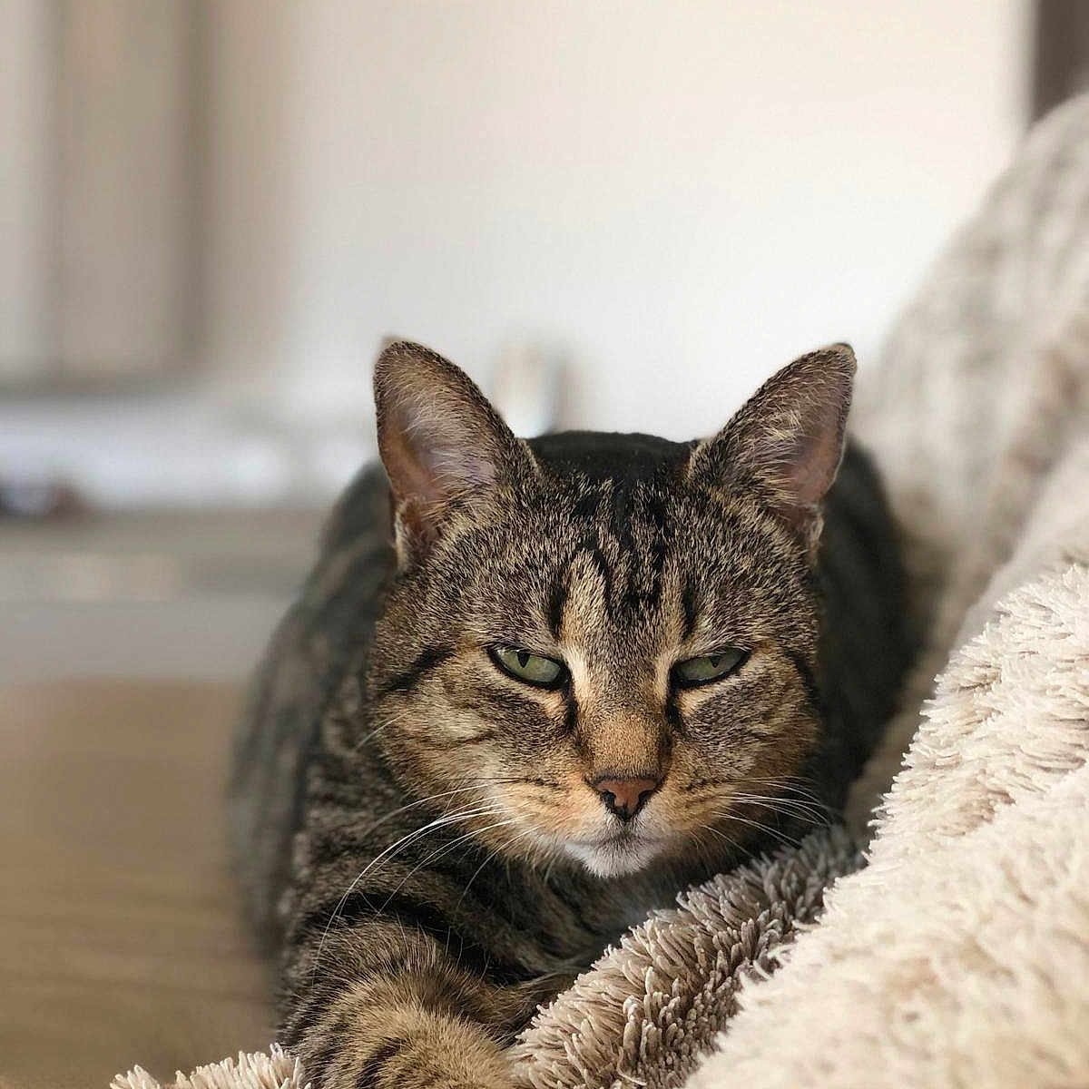 Christian Boulay a rejoint le concours — aidez-le/la à gagner de superbes lots ! animal, blanket, cat, closeup, companion, cozy, cute, feline, fur, indoor, mammal, paw, pet, relaxed, resting, sleepy, soft, tabby, texture, whiskers