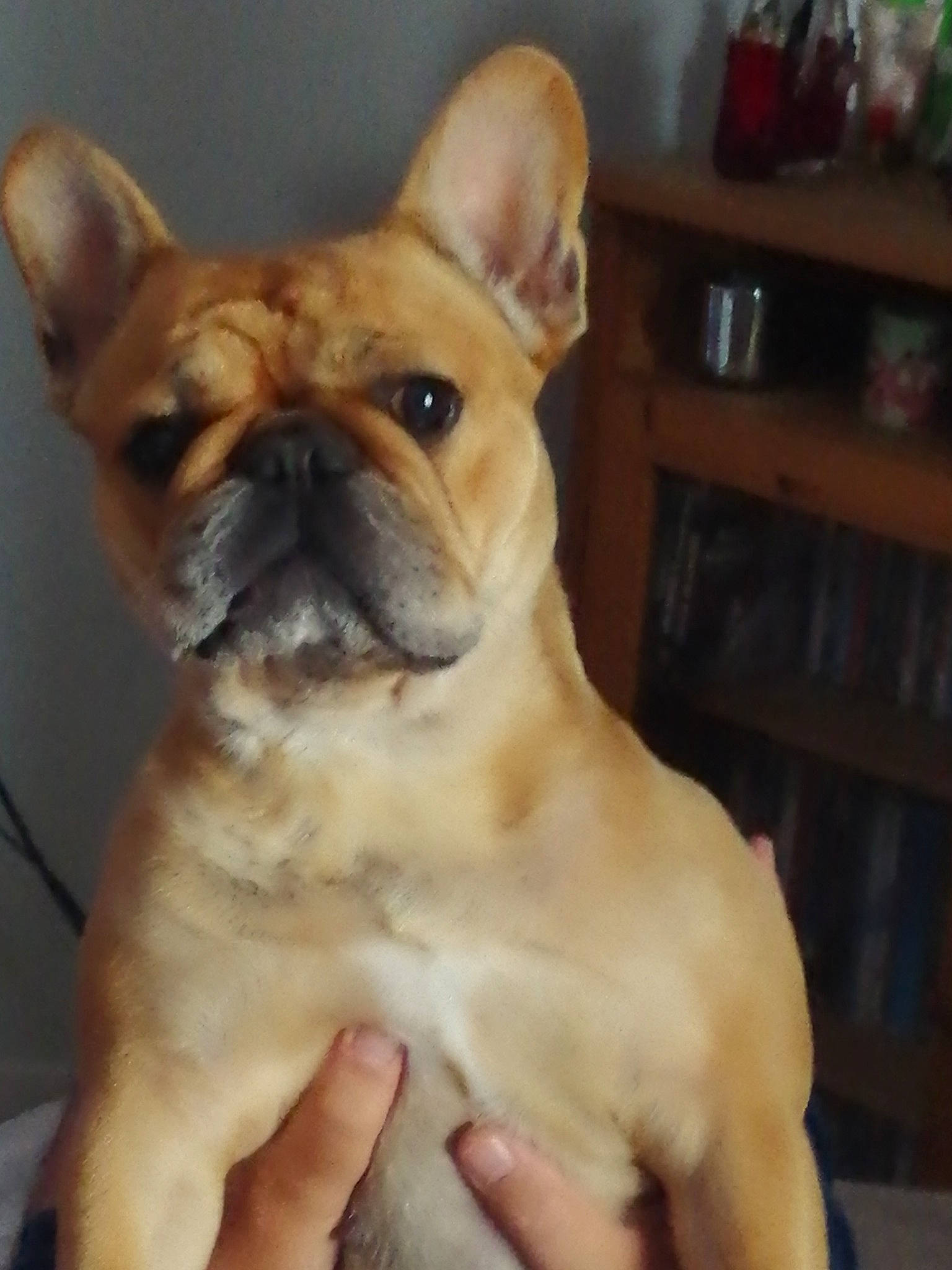 Mady a rejoint le concours — aidez-le/la à gagner de superbes lots ! ancient_dog_breeds, bulldog, canidae, carnivore, companion_dog, dog, dog_breed, fawn, french_bulldog, mammal, non_sporting_group, nose, puppy, puppy_love, rare_breed_dog, skin, snout, toy_bulldog, vertebrate, whiskers