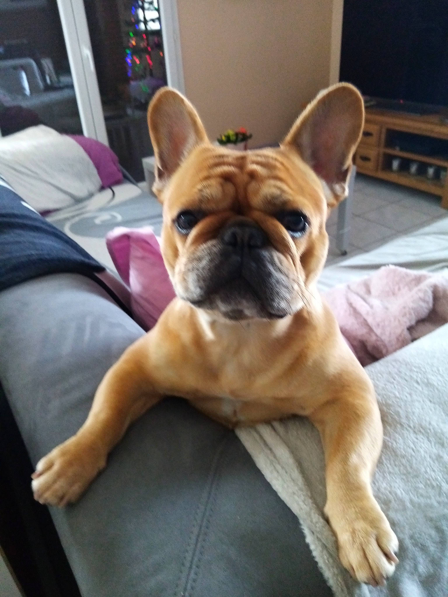 Mady participe au concours pour gagner de l'argent avec cette photo : ancient_dog_breeds, australian_bulldog, bulldog, canidae, carnivore, companion_dog, dog, dog_breed, fawn, french_bulldog, mammal, molosser, non_sporting_group, old_english_bulldog, olde_english_bulldogge, pug, puppy, snout, toy_bulldog, vertebrate