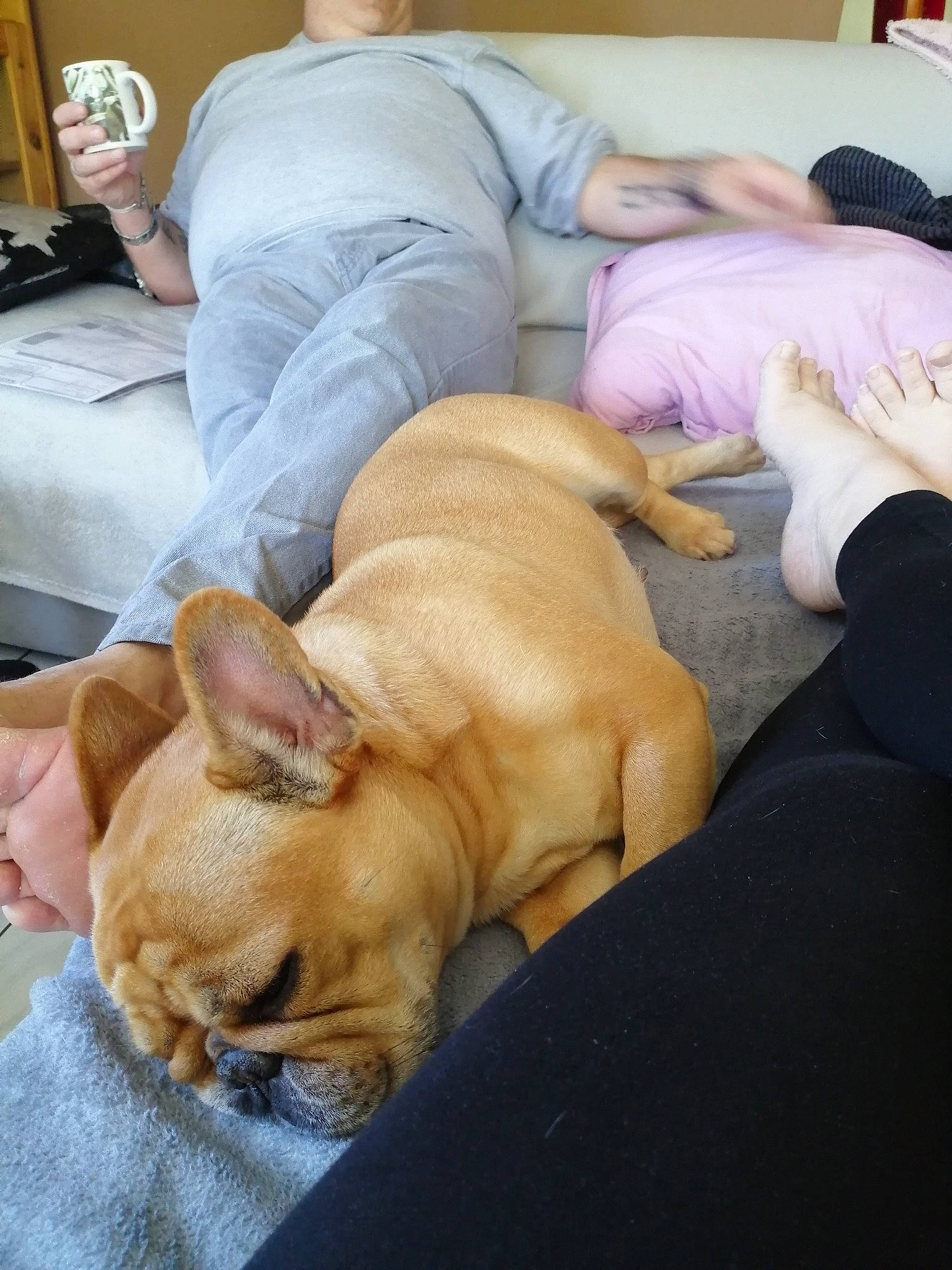 Mady a rejoint le concours — aidez-le/la à gagner de superbes lots ! bulldog, bullmastiff, canidae, carnivore, companion_dog, dog, dog_breed, dogue_de_bordeaux, ear, fawn, french_bulldog, mammal, nap, non_sporting_group, puppy, sleep, snout, sporting_group, whiskers