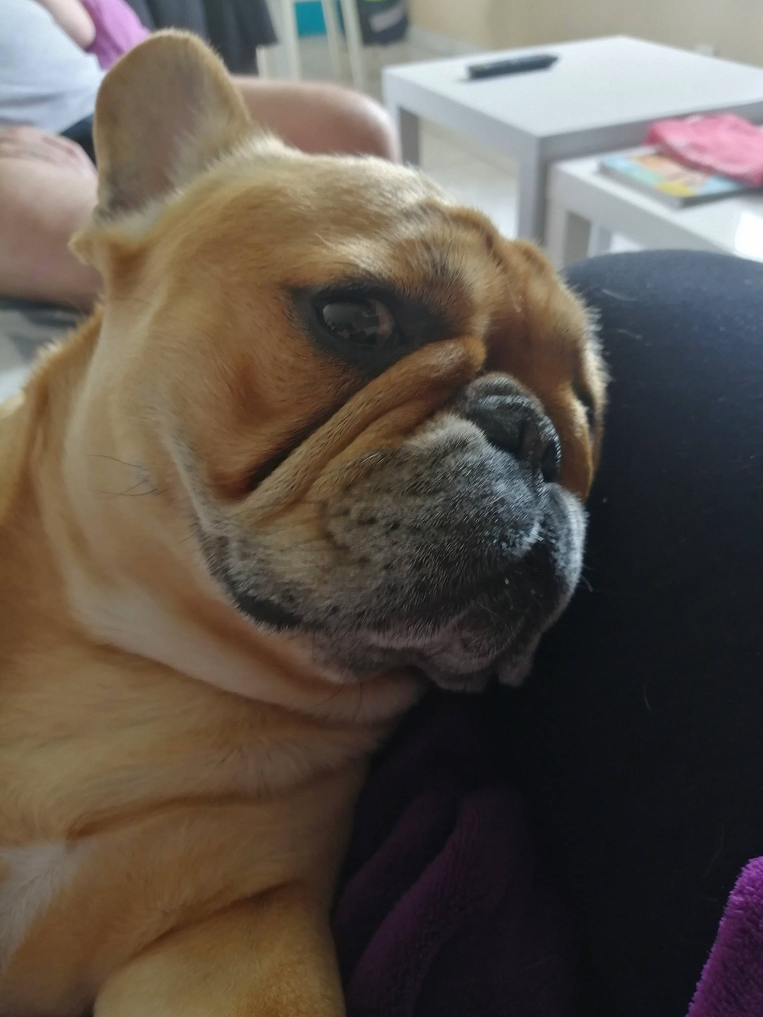 Mady participe au concours pour gagner de l'argent avec cette photo : british_bulldogs, bulldog, canidae, carnivore, companion_dog, dog, dog_breed, fawn, french_bulldog, mammal, non_sporting_group, nose, old_english_bulldog, olde_english_bulldogge, ori_pei, skin, snout, toy_bulldog, vertebrate, wrinkle