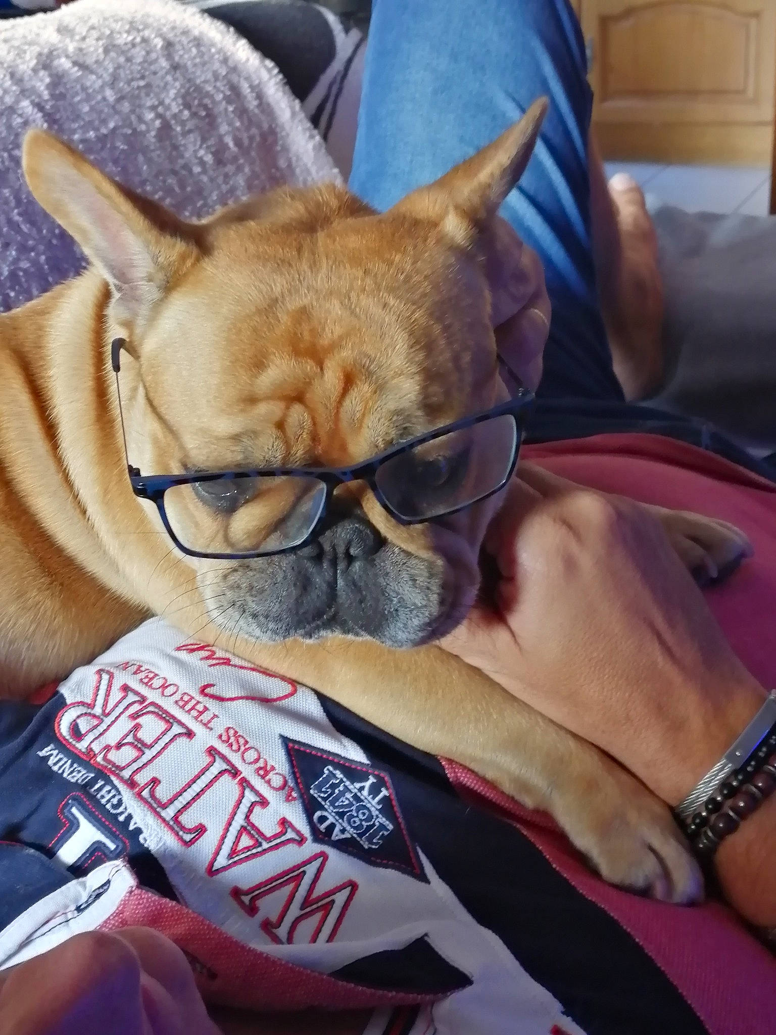 Mady participe au concours pour gagner de l'argent avec cette photo : bulldog, canidae, carnivore, companion_dog, dog, dog_breed, fawn, french_bulldog, glasses, mammal, non_sporting_group, snout, toy_dog