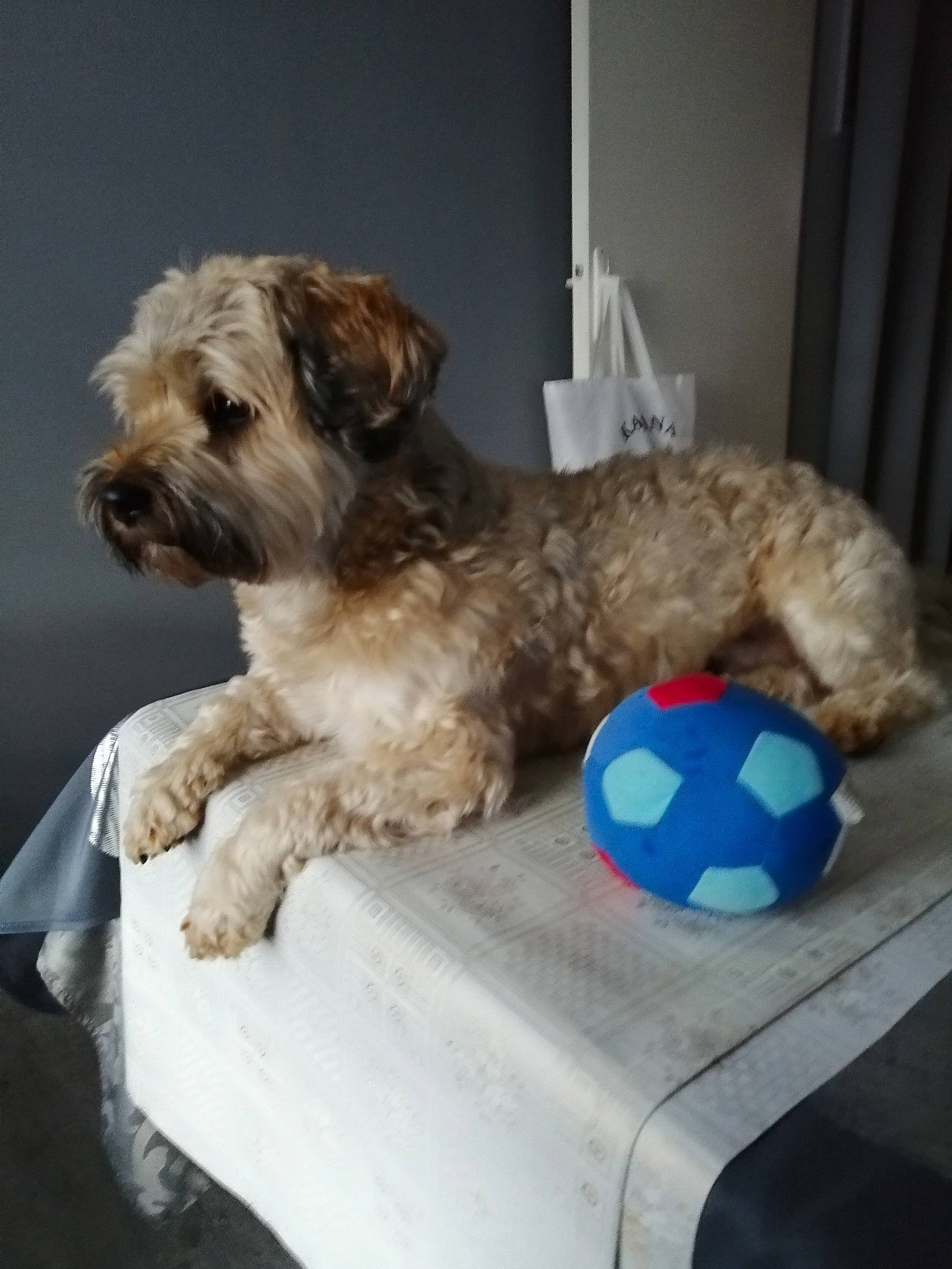 Nougat a rejoint le concours — aidez-le/la à gagner de superbes lots ! canidae, carnivore, companion_dog, dog, dog_breed, dog_supply, fur, labradoodle, liver, mammal, poodle_crossbreed, small_terrier, sporting_group, stuffed_toy, terrier, toy, toy_dog, vertebrate, water_dog, yorkipoo