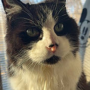 Molly joined the competition — help win amazing prizes! cat, close_up, black_and_white, fluffy, green_eyes, window, blinds, natural_light, indoor, portrait, whiskers, curious, feline, soft_focus, pet, animal, mickey_mouse, background, fur, sunlight