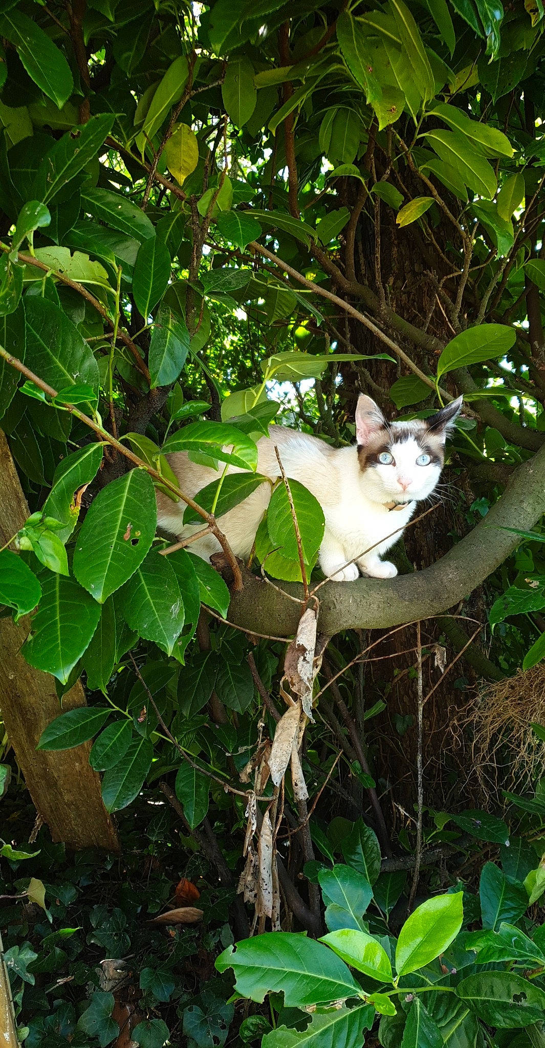 Phenix participe au concours pour gagner de l'argent avec cette photo : botany, cat, felidae, flower, leaf, plant, small_to_medium_sized_cats, tree