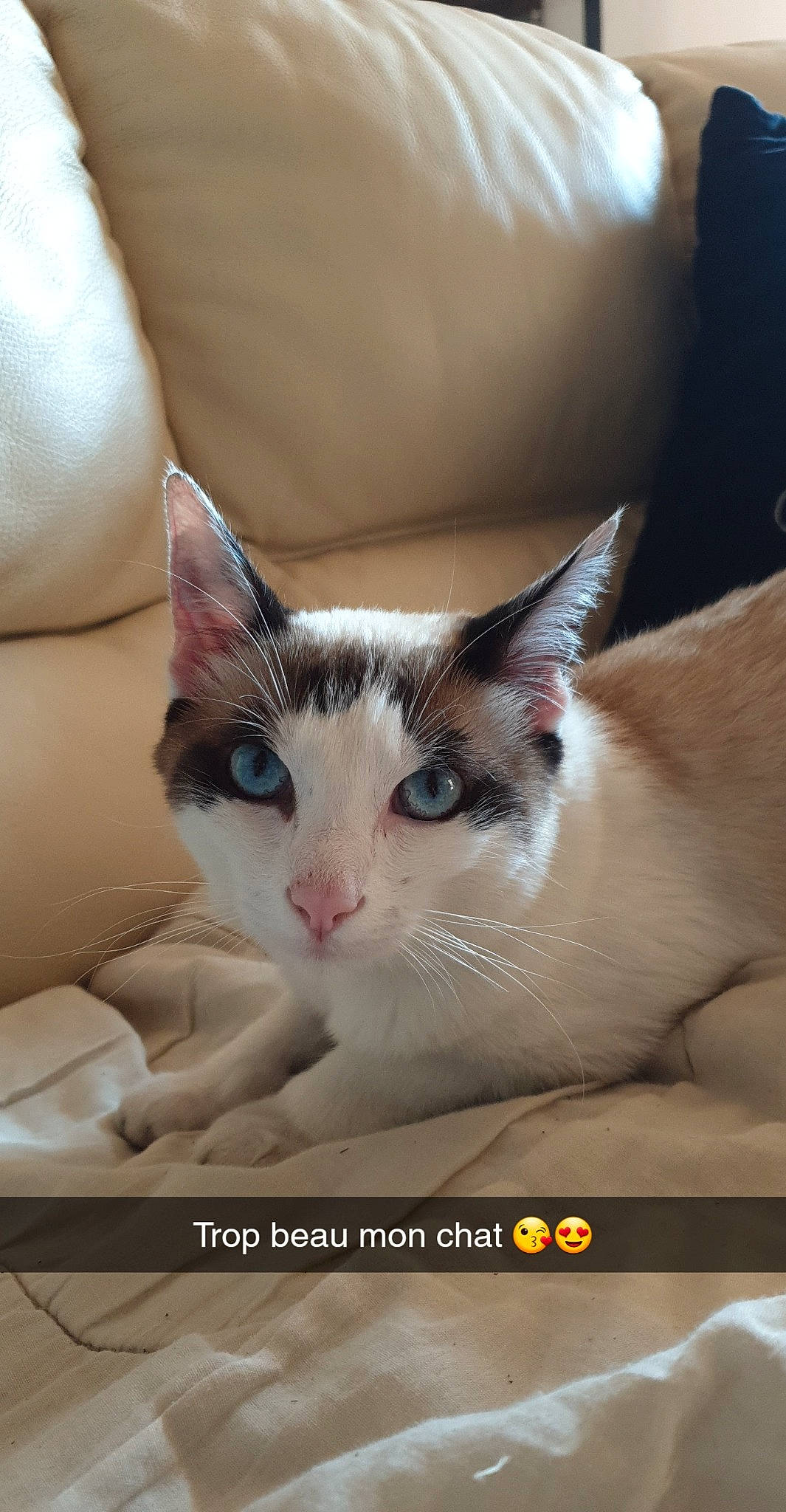 Phenix a rejoint le concours — aidez-le/la à gagner de superbes lots ! aegean_cat, american_wirehair, asian, carnivore, cat, colorpoint_shorthair, domestic_short_haired_cat, european_shorthair, fawn, felidae, kitten, mammal, oriental_longhair, photo_caption, polydactyl_cat, small_to_medium_sized_cats, snout, turkish_van, whiskers