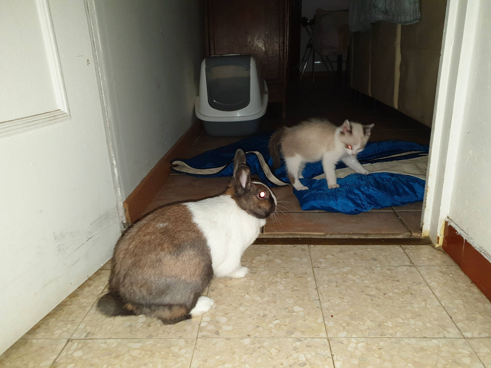 Phenix a rejoint le concours — aidez-le/la à gagner de superbes lots ! carnivore, cat, domestic_rabbit, domestic_short_haired_cat, european_shorthair, fawn, felidae, floor, mammal, rabbit, rabbits_and_hares, siamese, small_to_medium_sized_cats, tail, thai, whiskers