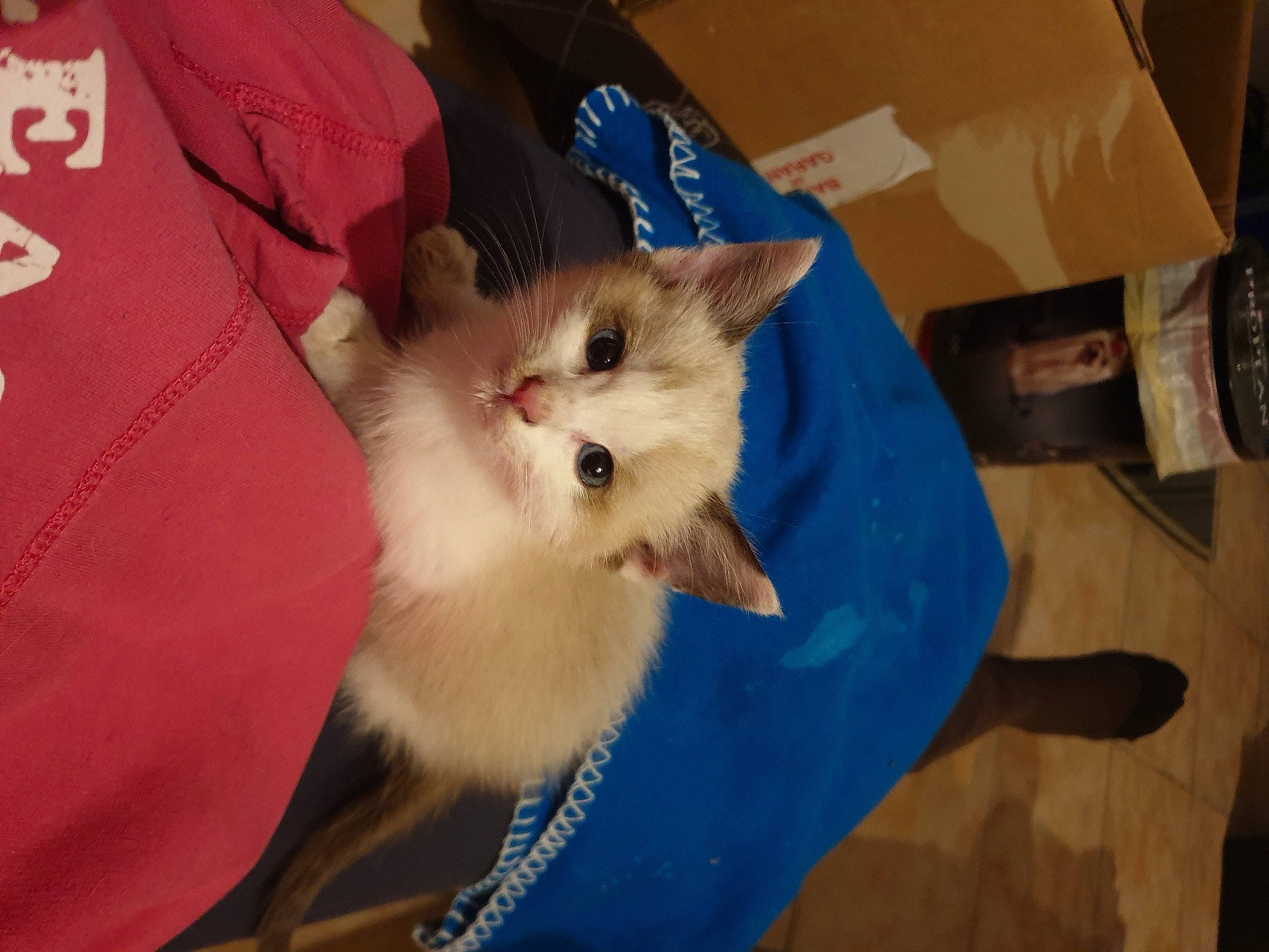 Phenix participe au concours pour gagner de l'argent avec cette photo : balinese, birman, canidae, carnivore, cat, dog_breed, domestic_long_haired_cat, fawn, felidae, kitten, mammal, ragamuffin, ragdoll, small_to_medium_sized_cats, turkish_van, vertebrate, whiskers